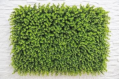 马斯克脑机接口首位患者发声：植入1年未出现副作用